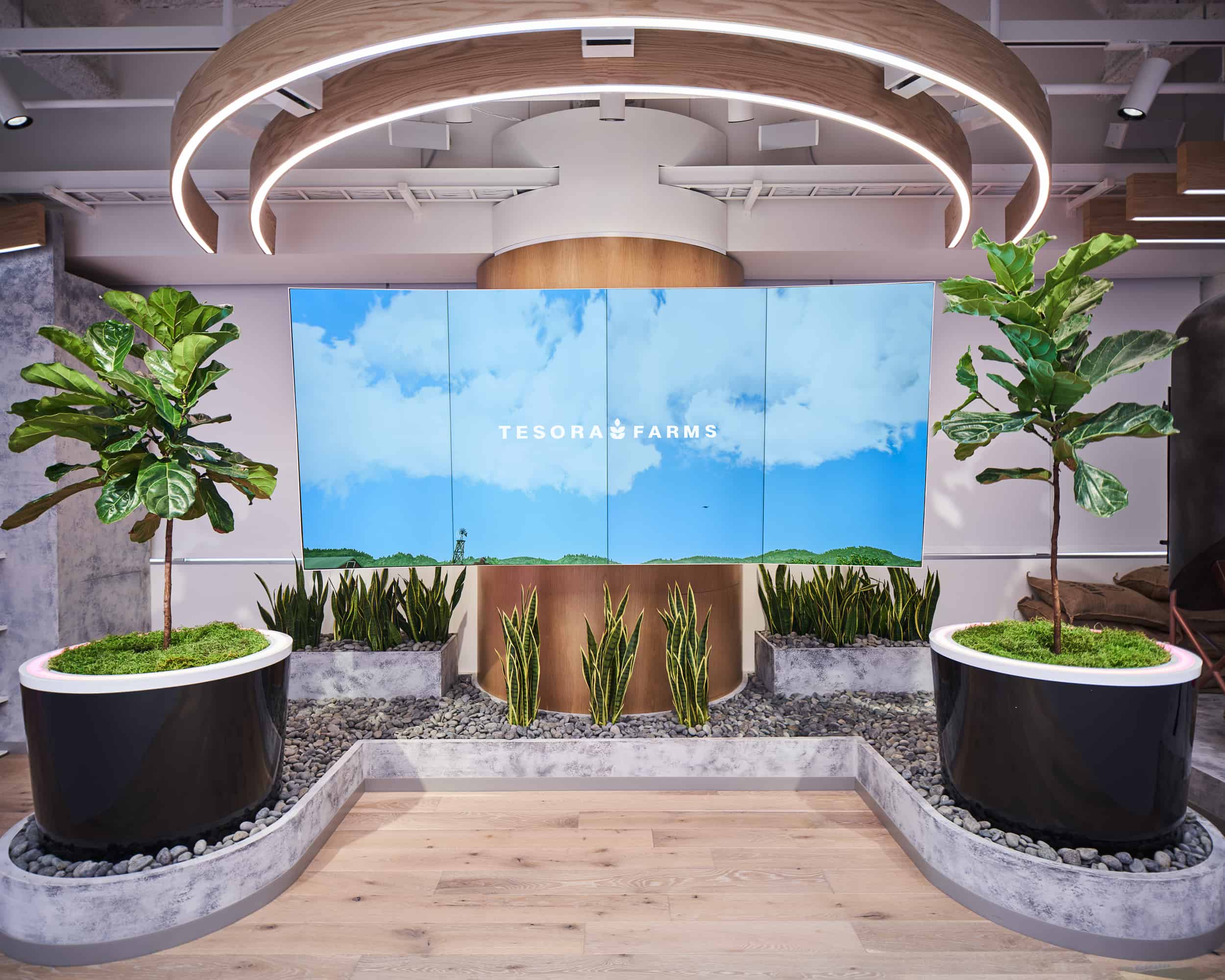 Modern showroom with two large potted plants, digital display THESORA FARMS sky scene, curved wood elements, pebbles.